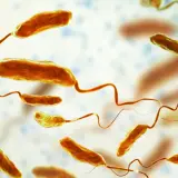 Bakterie Vibrio cholerae, wywołujące groźną chorobę zakaźną, jaką jest cholera. Mają pałeczkowaty kształt i charakterystyczne wici.