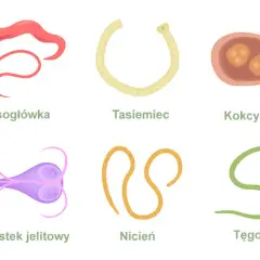 Pasożyty układu pokarmowego: 7 objawów które ignorujesz