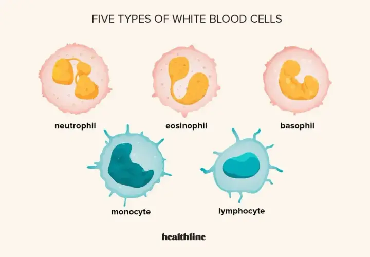 Pięć typów wbc: neutrofil, eozynofil, bazofil, monocyt i limfocyt.