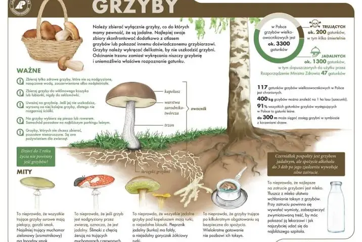 Grzyby chorobotwórcze: 5 faktów, które musisz znać