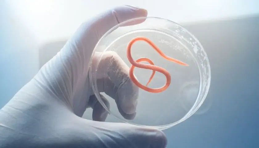 Rękawiczka laboratoryjna trzyma szalkę Petriego z widocznym, pomarańczowym nicieniem. To przykład pasożytów w kale, badanych pod mikroskopem.