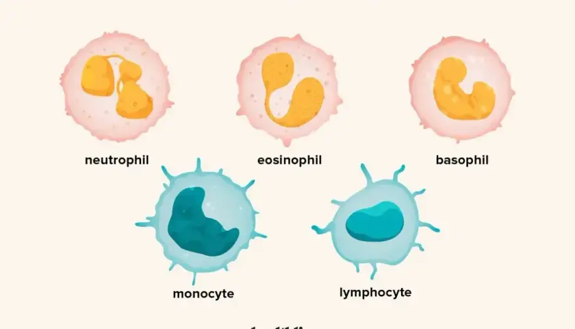 Pięć typów wbc: neutrofil, eozynofil, bazofil, monocyt i limfocyt.