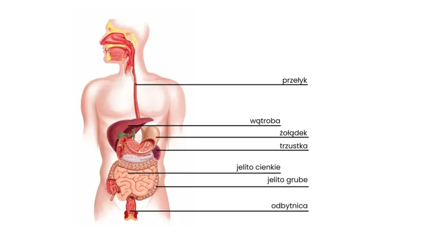Dlaczego boli cię brzuch po probiotyku? Przyczyny i rozwiązania