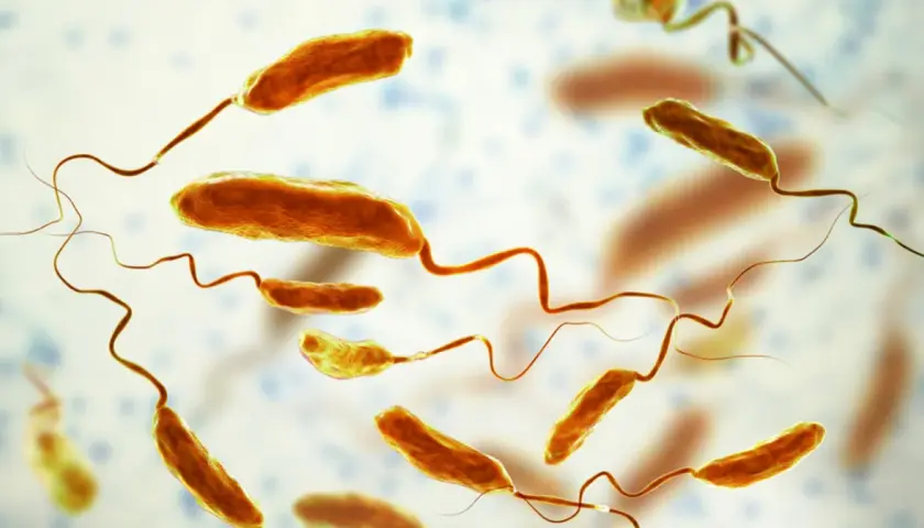 Bakterie Vibrio cholerae, wywołujące groźną chorobę zakaźną, jaką jest cholera. Mają pałeczkowaty kształt i charakterystyczne wici.