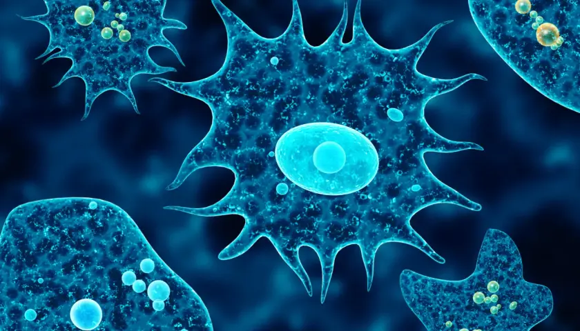 Endolimax nana: 5 objawów infekcji i metody skutecznego leczenia