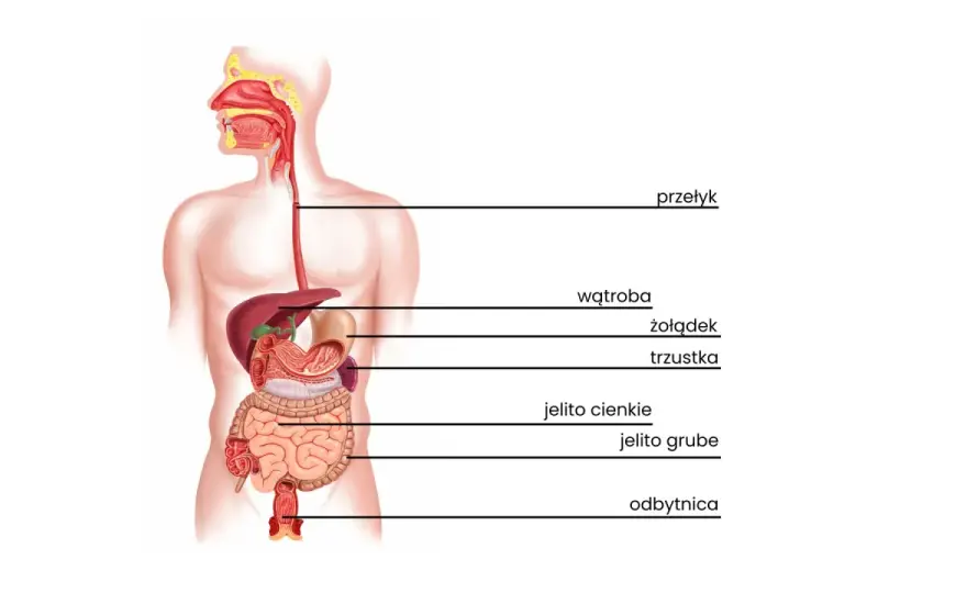 Dlaczego boli cię brzuch po probiotyku? Przyczyny i rozwiązania