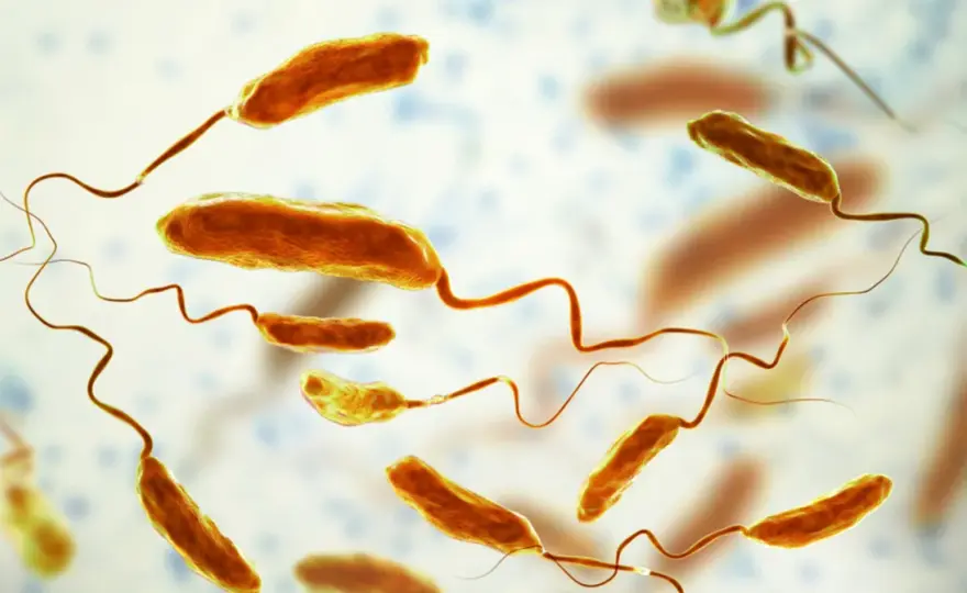 Cholera - to nie biegunka! Objawy, leczenie i ochrona