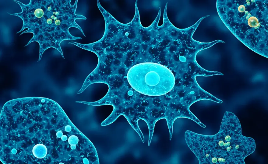 Endolimax nana: 5 objawów infekcji i metody skutecznego leczenia