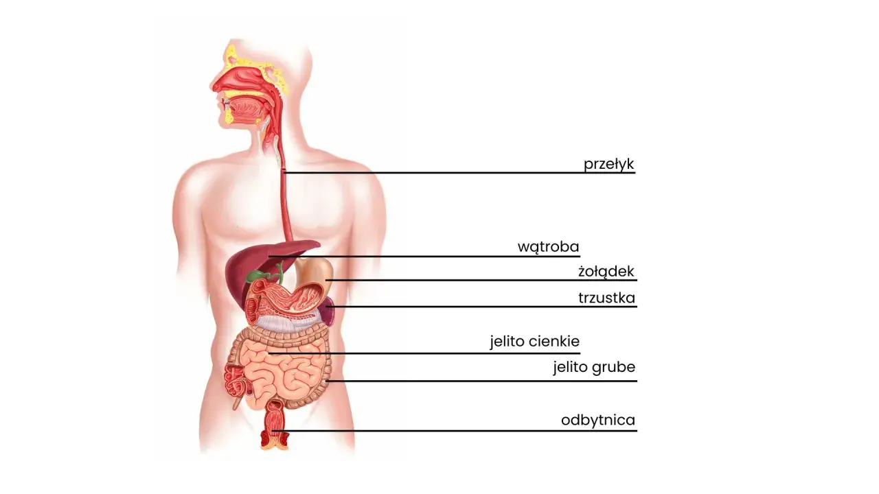 Dlaczego boli cię brzuch po probiotyku? Przyczyny i rozwiązania