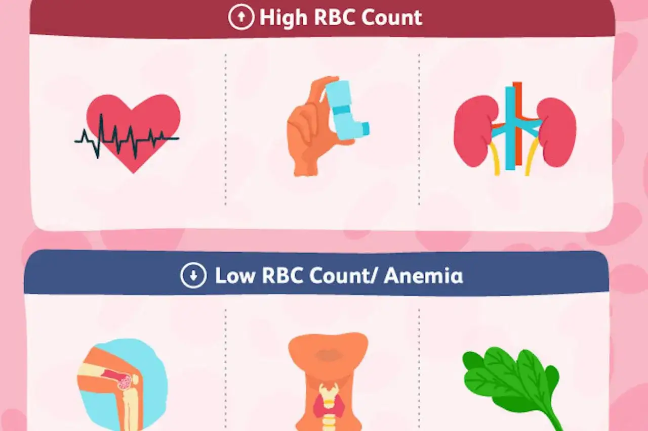 Wykres pokazuje, że podwyższone erytrocyty mogą być związane z sercem, płucami lub nerkami. Niski poziom erytrocytów (anemia) może dotyczyć stawów, tarczycy lub diety.